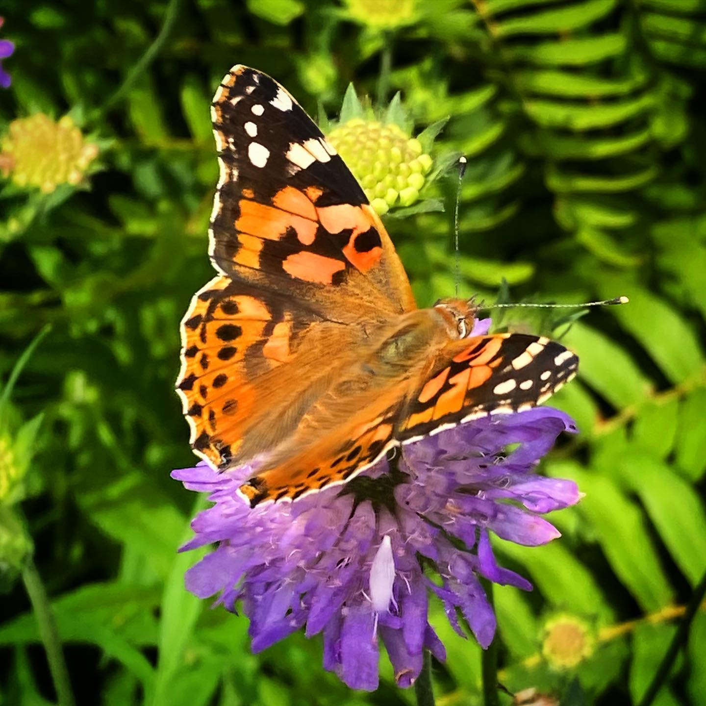 Tidselsommerfugl. #butterfly #sommerfugl #shotwithiphone #macro #makro