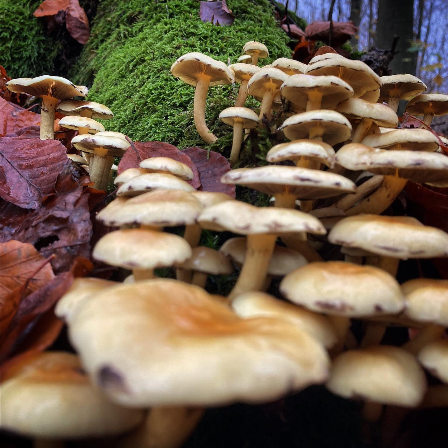 Svampe ved Fløjstrup. #fløjstrup #aarhus #marseliskovene #visitaarhus #natur #nature #svampe #mushrooms