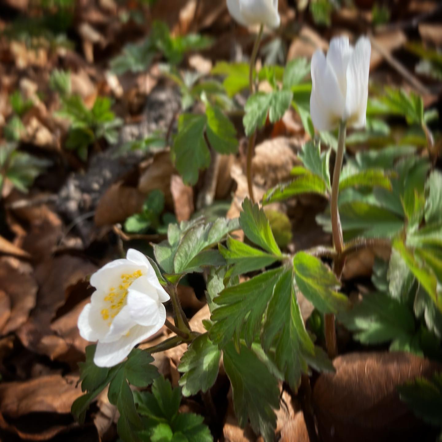 Anemonerne er sprunget ud i Tulleskoven :-) #anemoner #forår #spring #tulleskoven #visitaarhus #visitodder